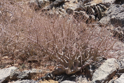 Commiphora cervifolia