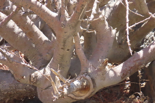 Commiphora cervifolia