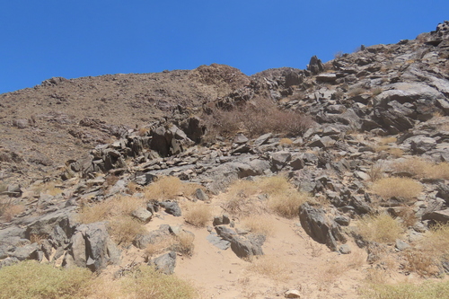 Commiphora cervifolia