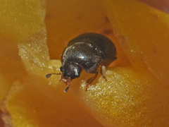 Meligethes denticulatus