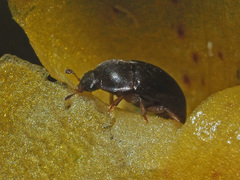 Meligethes denticulatus