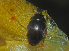 Meligethes denticulatus