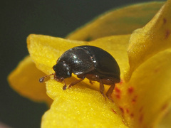 Meligethes denticulatus