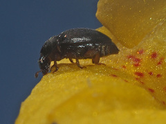 Meligethes denticulatus