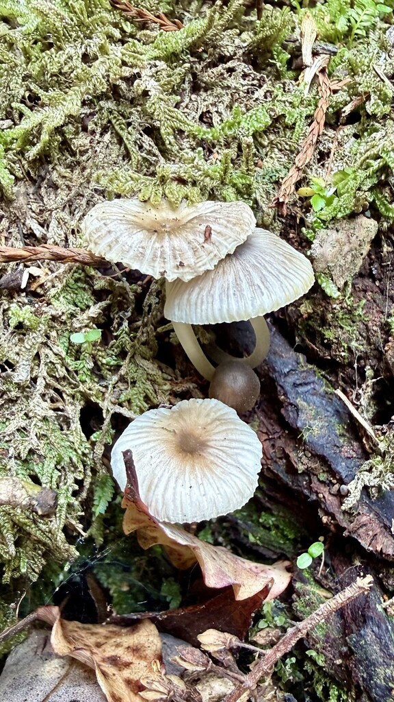 Mycena carmeliana · December 2025 · photo: © davidwhyte (iNaturalist, cc-by-sa)