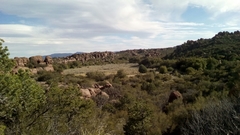 Cupressus revealiana