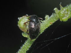 Brachypterus urticae