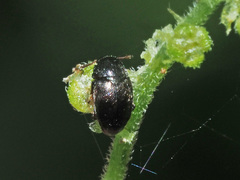 Brachypterus urticae