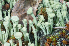 Cladonia deformis