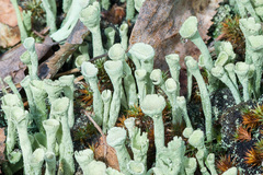 Cladonia deformis