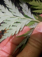 Loxsoma cunninghamii