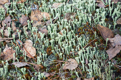 Cladonia deformis