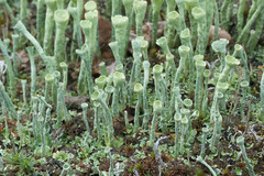 Cladonia deformis