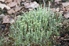 Cladonia deformis