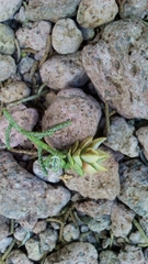 Cupressus revealiana