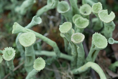 Cladonia deformis