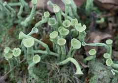 Cladonia deformis