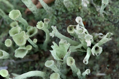 Cladonia deformis