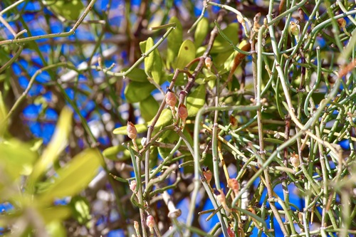 Vine Jointfir (Ephedra pedunculata)