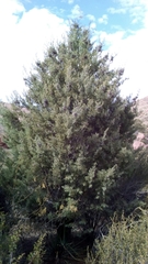 Cupressus revealiana