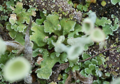 Cladonia deformis