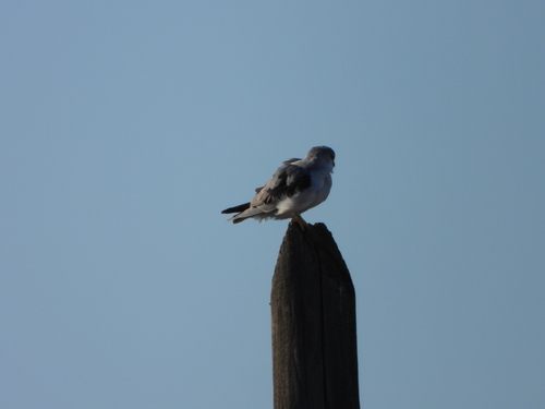 Elanio común (Elanus caeruleus)