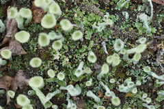 Cladonia deformis