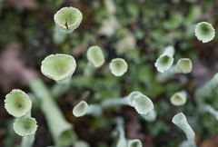Cladonia deformis