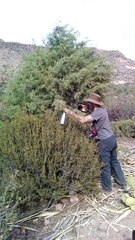 Cupressus revealiana