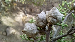 Cupressus revealiana