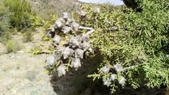 Cupressus revealiana