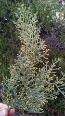 Cupressus revealiana