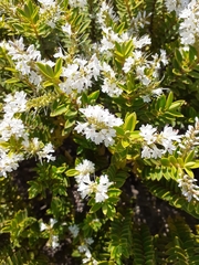 Veronica brachysiphon