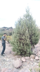 Cupressus revealiana