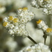 Helichrysum petiolare - Photo (c) Robin Booth, μερικά δικαιώματα διατηρούνται (CC BY-NC), uploaded by Robin Booth