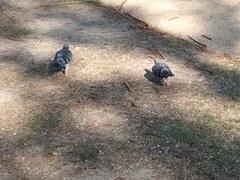 Columba livia domestica