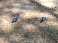 Columba livia domestica