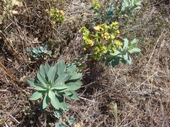 Euphorbia glareosa