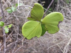 Loeseneriella