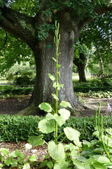 Cardiocrinum giganteum