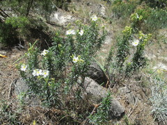 Cistus clusii