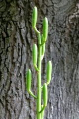 Cardiocrinum giganteum
