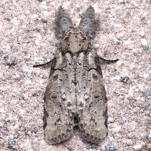 Gadirtha impingens