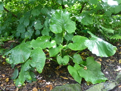 Cardiocrinum giganteum