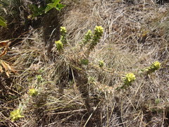 Sideritis montana montana