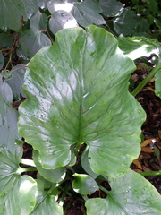 Cardiocrinum giganteum