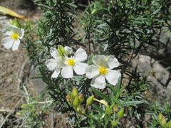 Cistus clusii