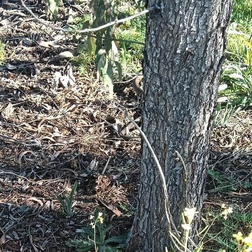 Tiger Snake sighting