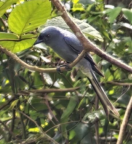 Dicrurus leucophaeus observed 2025-12-20