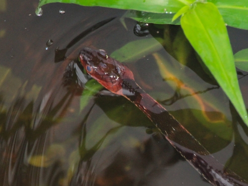 Rhabdophis flaviceps observed 2025-12-13